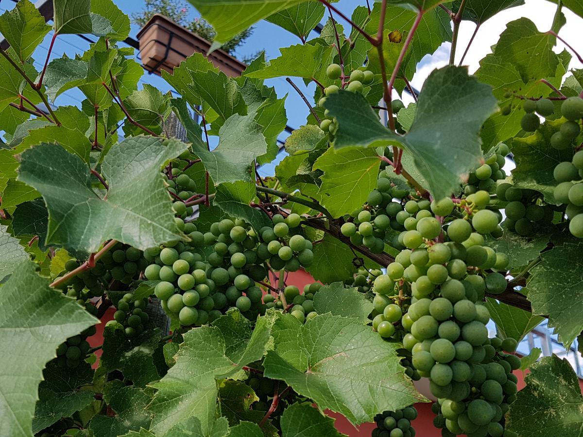 Agriturismo Frascje Dai Spadons Villa Pradamano Kültér fotó